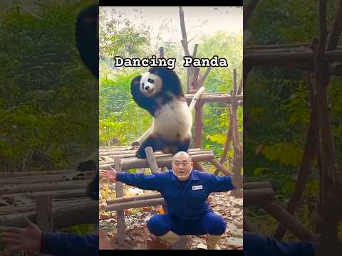Dancing Panda Funny Panda Pandacore Panda 
