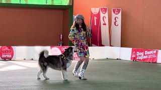 Alaskan Malamute Juneau Dogdance Funshow 14,April,2024