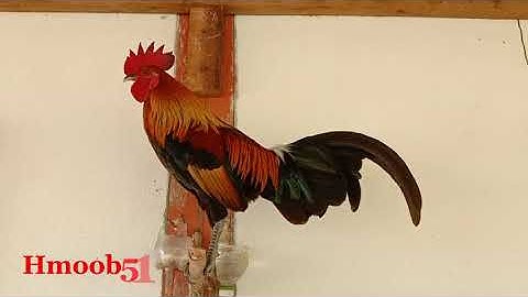 Ncig saib qaib dib zoo nkauj khav heev 2022