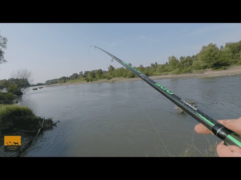 თევზაობა ალაზნის შამაიაზე - Fishing on the Danube bleak