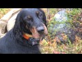 2015 09 04 10 Gordon Setter East Vesta hunting Kola Penisula の動画、YouTube動画。