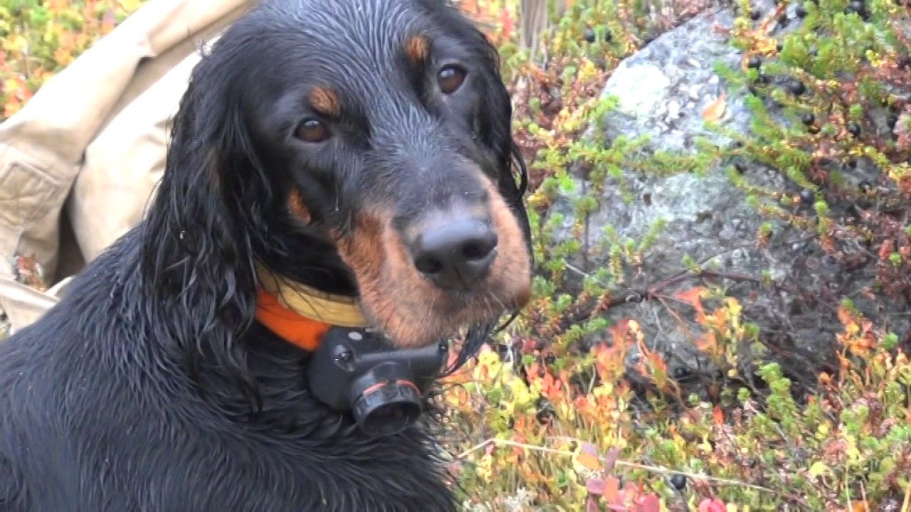 2015 09 04 10 Gordon Setter East Vesta hunting Kola Penisula