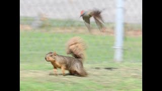 Two Western Kingbirds Attacking A Squirrel