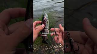 Ale to pracuje! Nowość na ten rok Tommy the Trout inline od Westina. #wędkarstwo #ryby