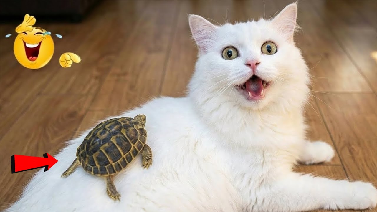 ¡Intenta no reírte! 😜🎃 Los vídeos más divertidos de gatos y perros de 2025 😹🐶Parte 17