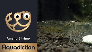 Amano Shrimp Thumbnail
