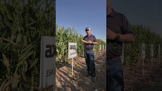 For Your Dryland Acres Check Out Axis Seed 55K52! #axisseed #westernks #hybridcorn