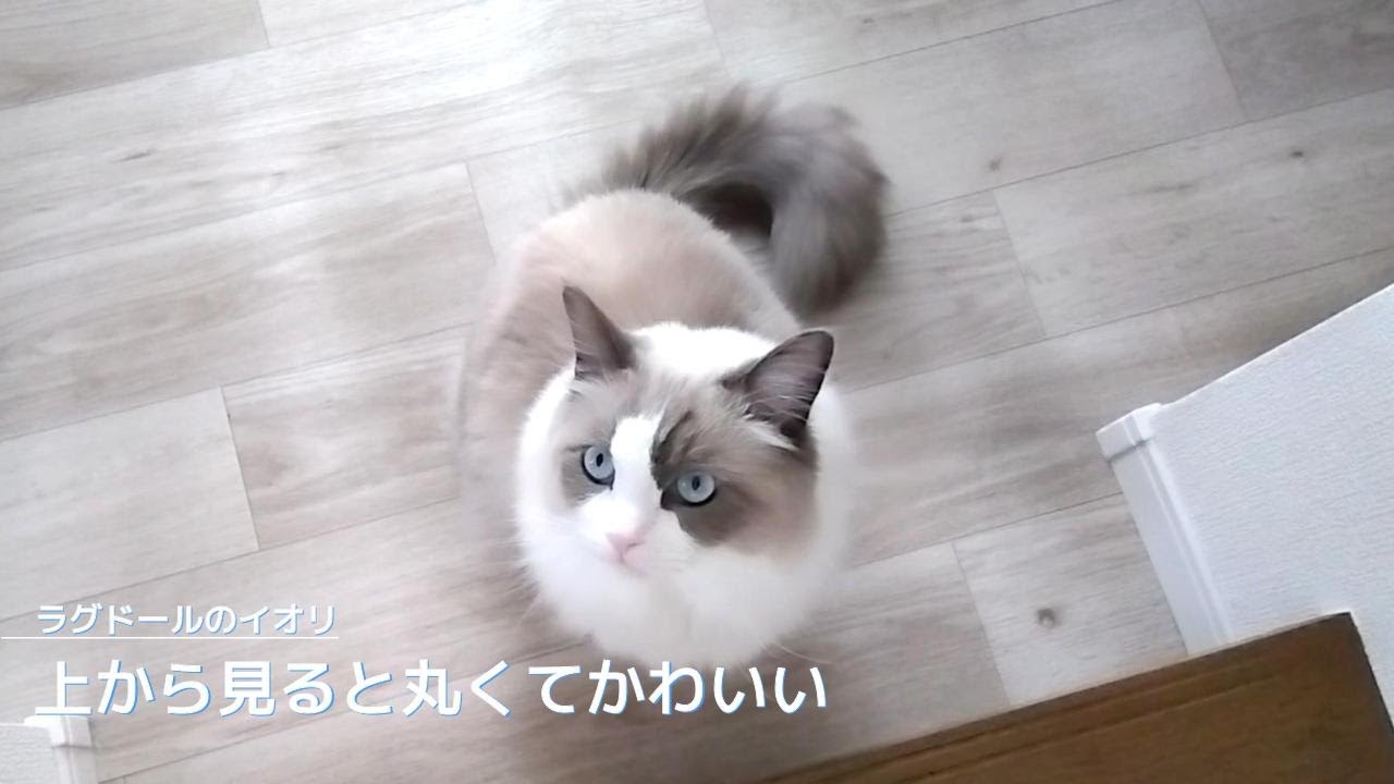 【ラグドール】上から見ると丸くてかわいい