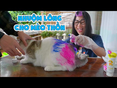 Video: Mèo con có thể sống được bao lâu mà không có mẹ?