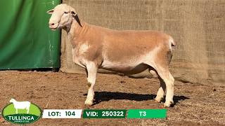 Lot 104 250322 T3