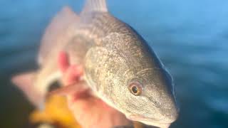 Corpus Christi - Wilson's Cut - Kayak Fishing!