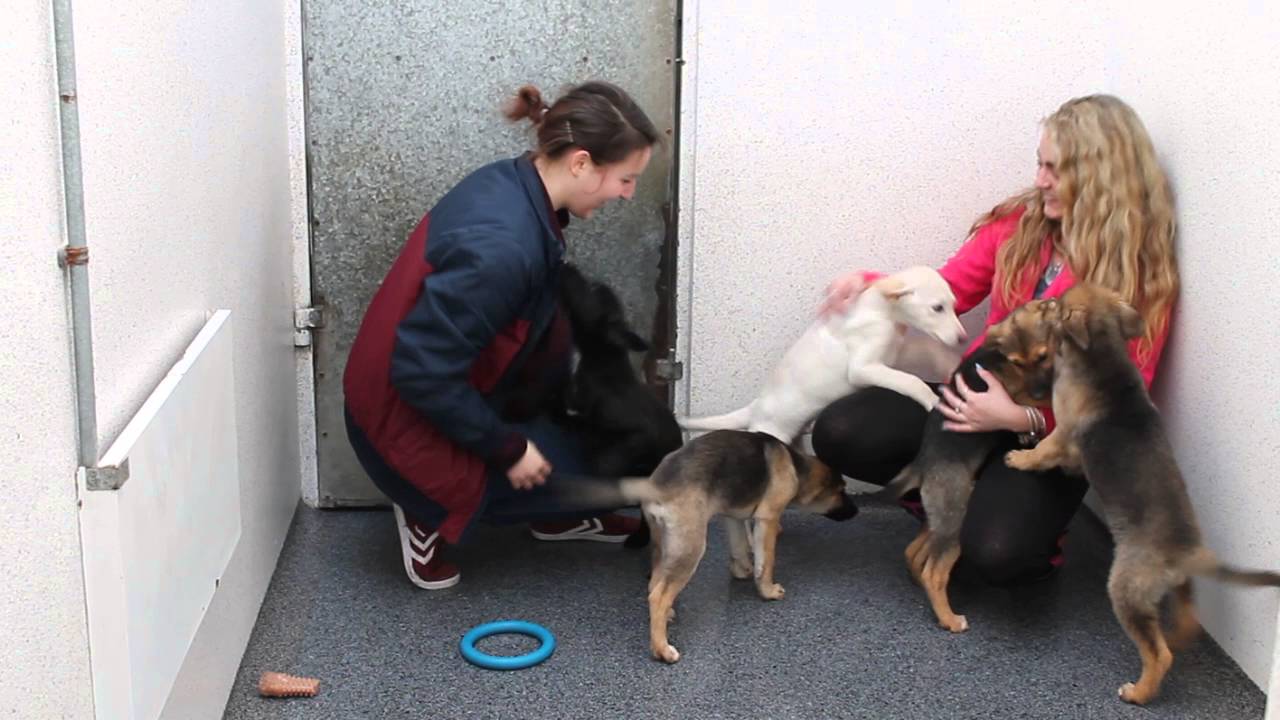 Cute Puppies at Limerick Animal Welfare Sanctuary YouTube