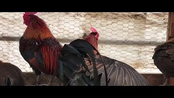 Red jungle fowl qaib qus qaib dib da dej birds