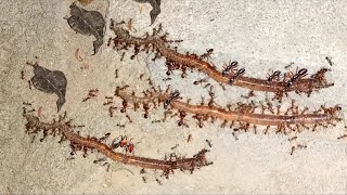 Nature's Tiny Titans: Ants vs Goliath Insect - Teamwork Triumphs!