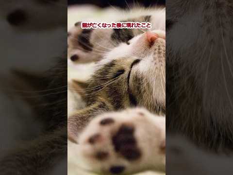 猫が亡くなって現れたこと15
