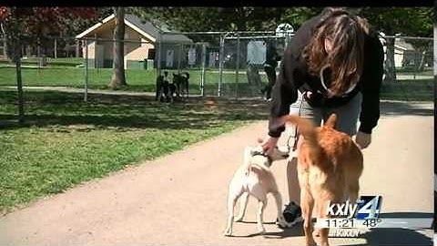 Dog rescued from fatal car wreck on road to recovery