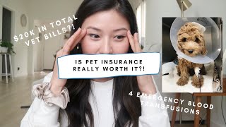 is pet (dog) insurance really worth it? how does it actually work?