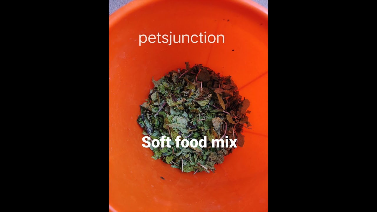 Soft food for birds | Petsjunction
