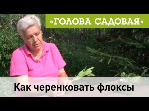 Как укоренить флоксы в домашних условиях