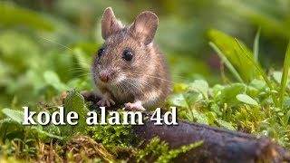 Tikus dan arti mimpi