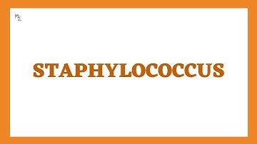 All about Staphylococcus aureus, epidermidis, and saprophyticus in just 22 mins