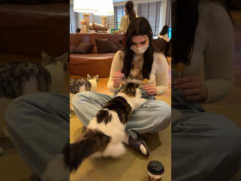 What Cat Cafes