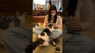 What Cat Cafes in Tokyo Are REALLY Like