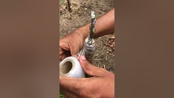 Mango Tree Grafting Techniques | Expert Tips for Successful Tree Grafts #grafting #leafglowHD