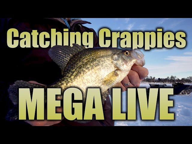 Drop Shotting Crappies in Open Water