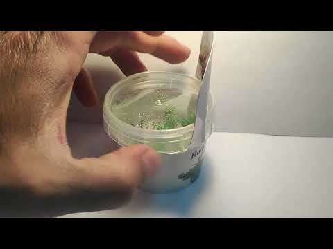 Живое аквариумное растение Ротала Бангладеш меристемное