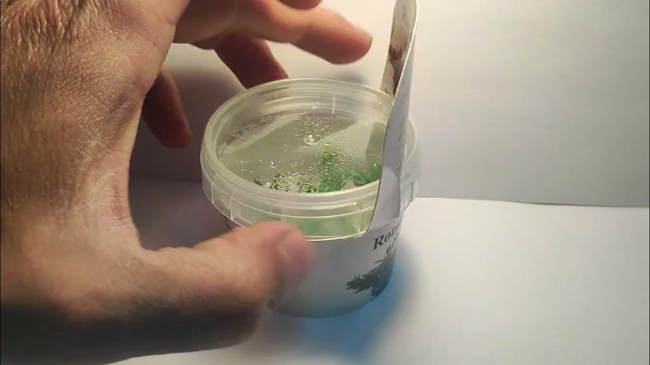 Живое аквариумное растение Ротала Бангладеш меристемное - YouTube