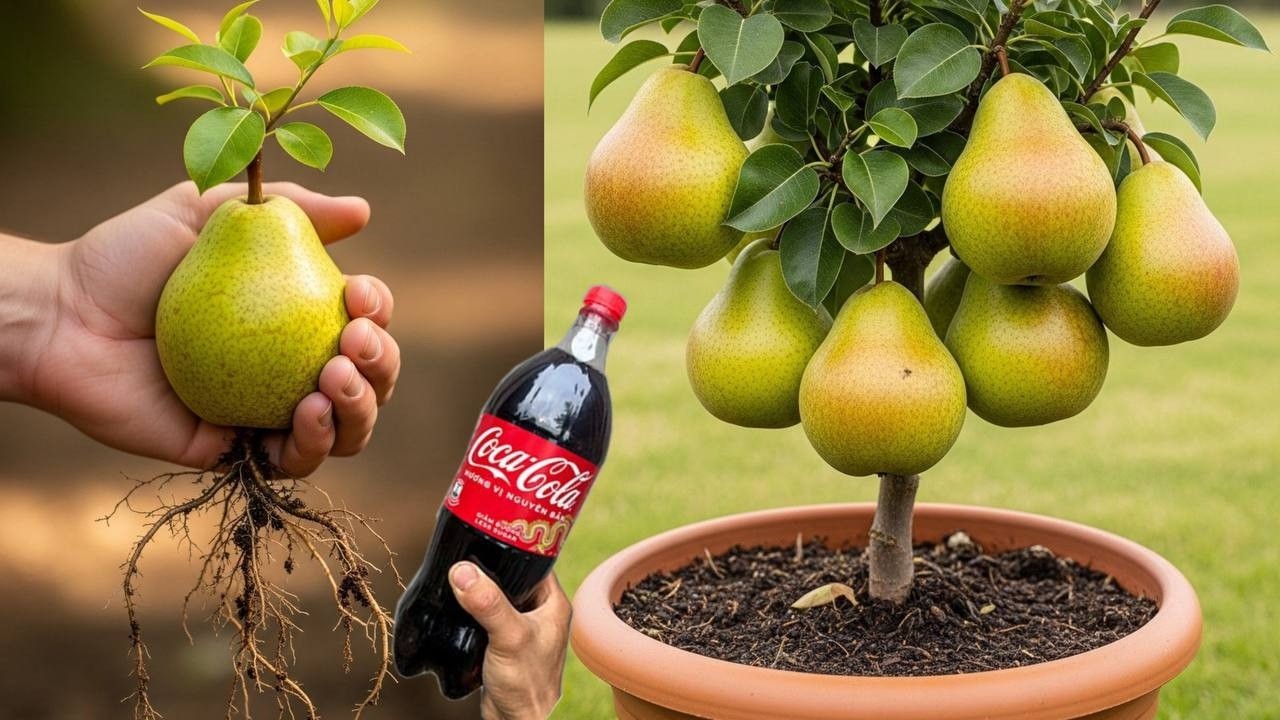 How to grow pear tree from pear fruit to produce more fruit using Coca-Cola