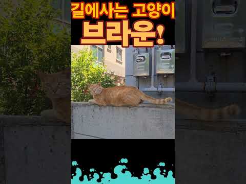 아빠고양이 브라운! #고양이 #cat #길냥이구조