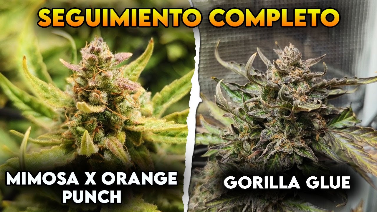 De SEMILLA a COSECHA | Seguimiento de cultivo de AUTOFLORECIENTES en INDOOR