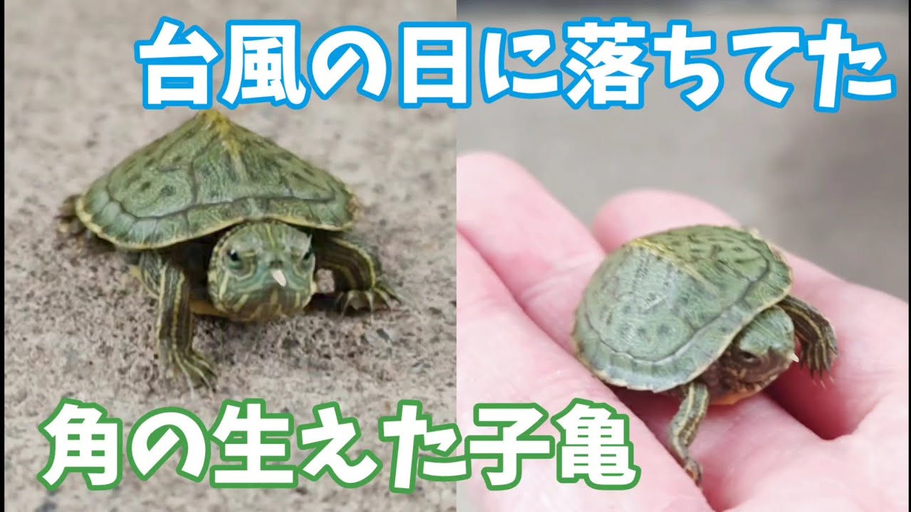 台風の朝、角が生えた子亀が 道路で迷子になっていた(説明欄へ) 20230908、カラス&四つ足カルテット - YouTube