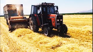 MASSEY FERGUSON 276 GOLD KOBRA İLE SAMAN YAPIMINDA 💪💪💪 #MasseyFerguson #MasseyFerguson277G