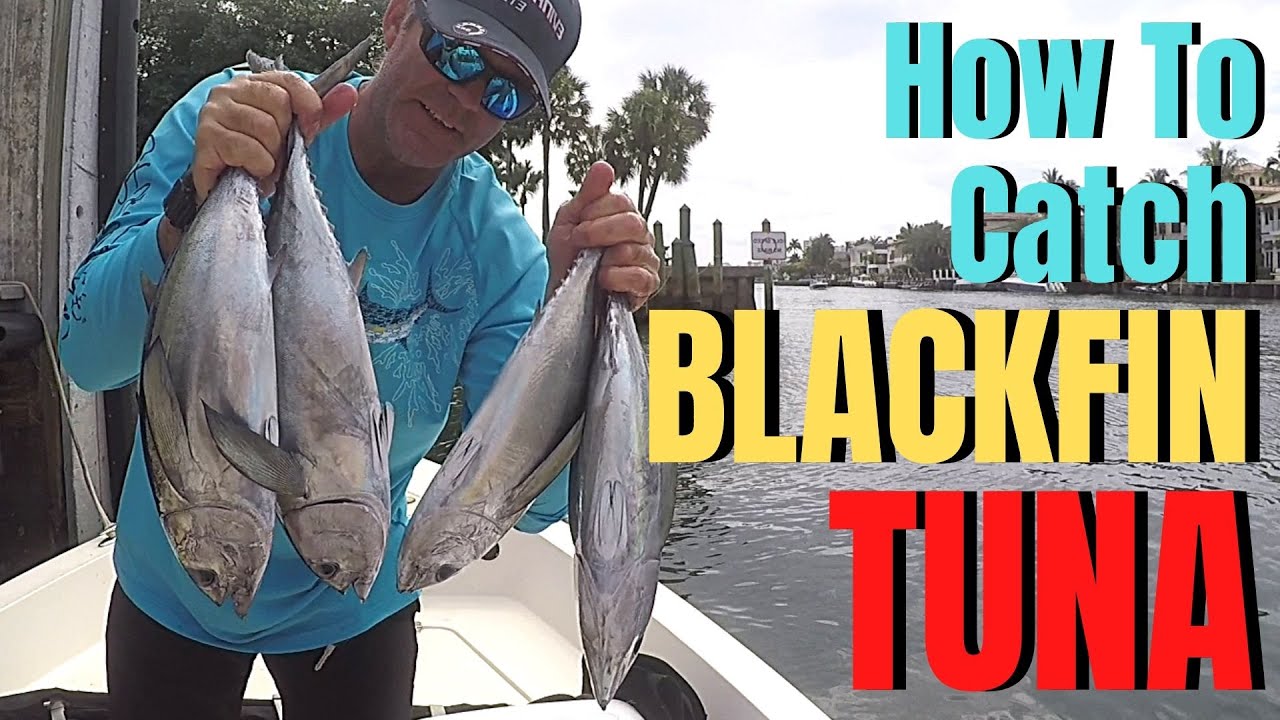 BLACKFIN TUNA Fishing | How To Catch Tuna Fish 