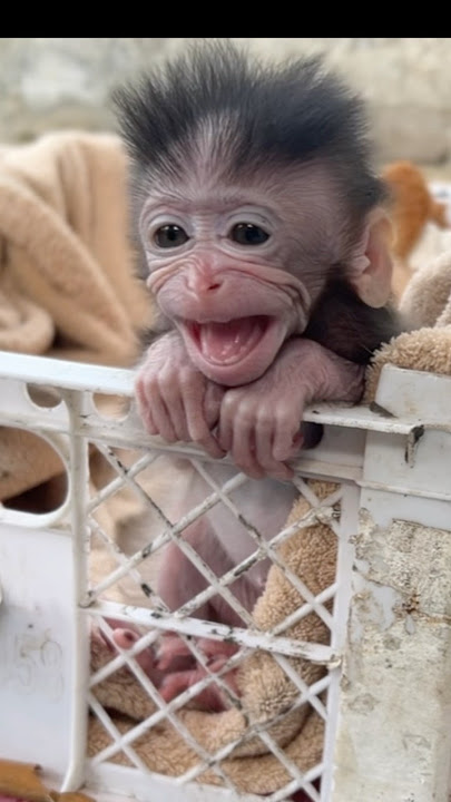 😭 “Sleepy Baby Monkey Yumi Starts Crying… So I Comfort Her 💖🐒”