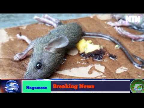Morning Brief News