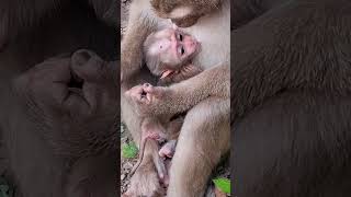 #BabyMonkey #CuteMonkey #FunnyMonkey #MonkeyLove #MonkeyLife #LittleMonkey #MonkeyVibes #PetMonkey