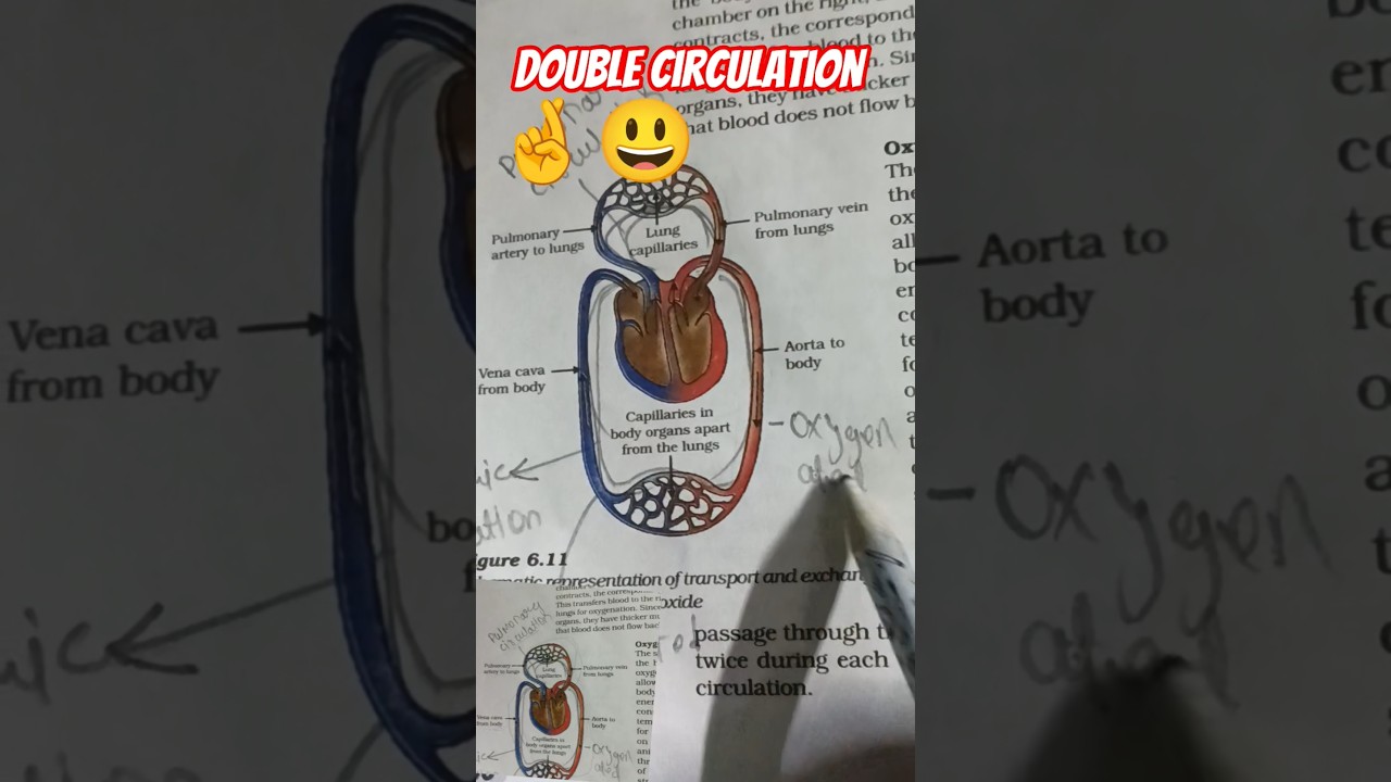 images show in double circulation in human system to know how to knowledge this double circulatio.😃🤞