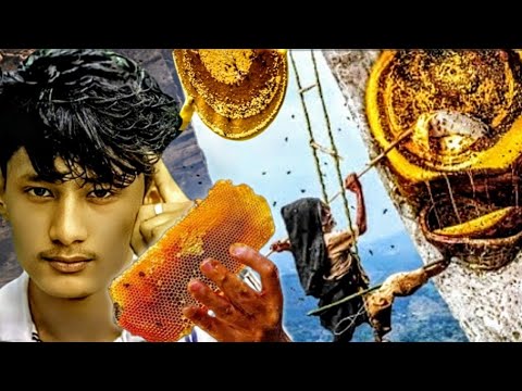Nepal’s Mad Honey That Causes Hallucinations (They climb to go insane)