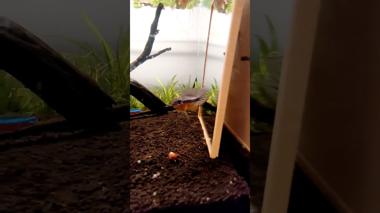 Apistogramma Elizabethae.