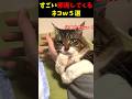 すごい邪魔してくるネコｗ５選#cat #面白集 #ねこ #笑ったら負け