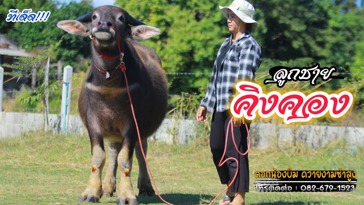 (25/12/68)เปิดแบ่งปันควายงามอนาคตควายยักษ์สาวสาวลูกจ้าไมค์ สายพัฒนาห้ามพลาด คอกน้องบีม☎️082-679-1523