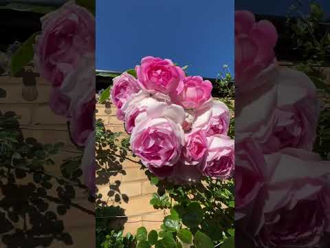 Rose Jasmina clematis