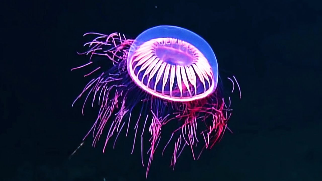 10 Most Beautiful And Elegant Sea Creatures