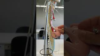 Spinal plexuses nerves wire model