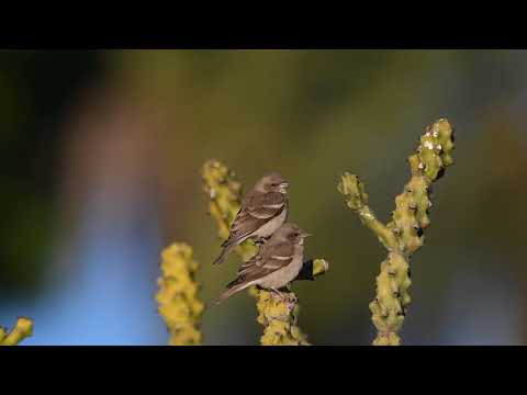 Chestnut Shouldered Petronia 