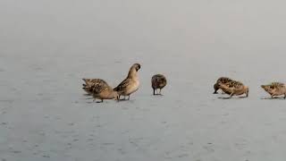 Flock of Dowitchers at Eagle Marsh,  Fort Wayne, IN